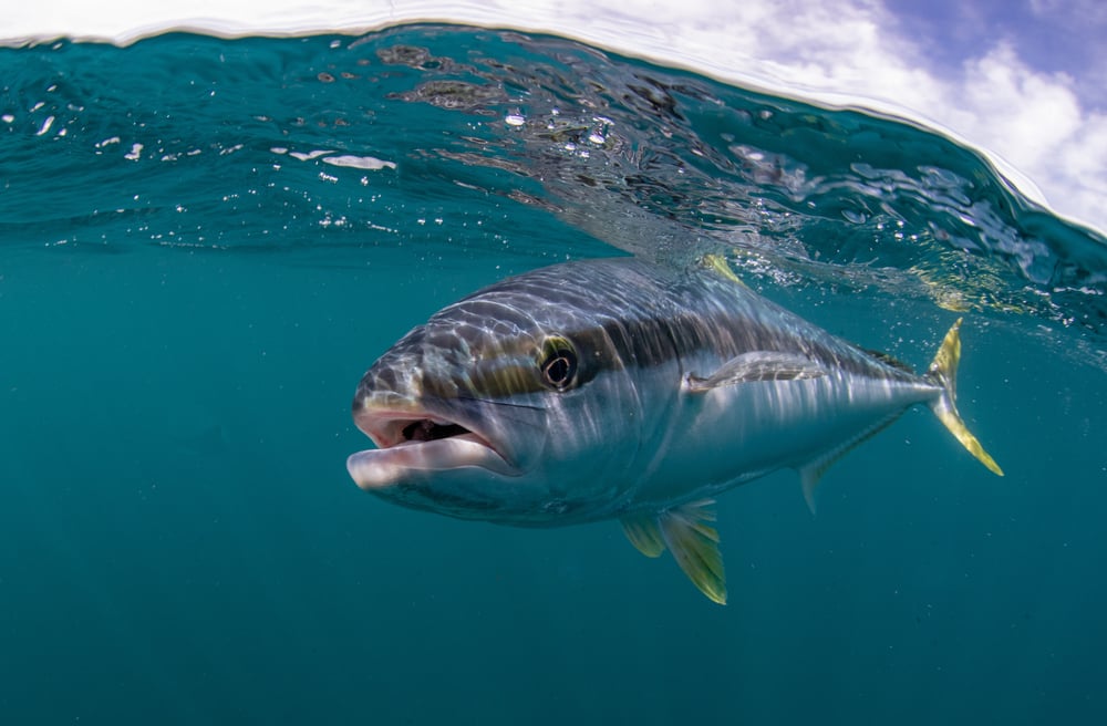 Yellowtail Kingfish underwater