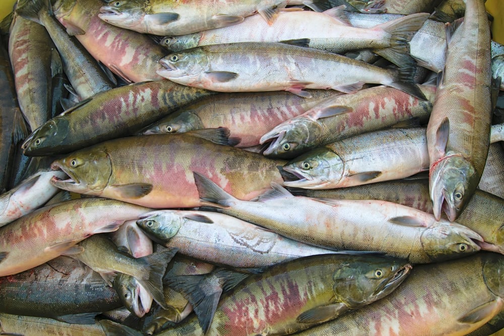 Fresh catch of chum salmon