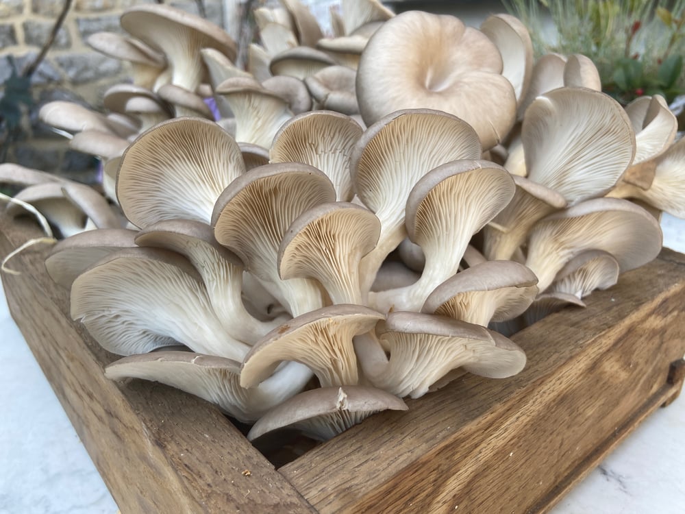 oyster mushrooms