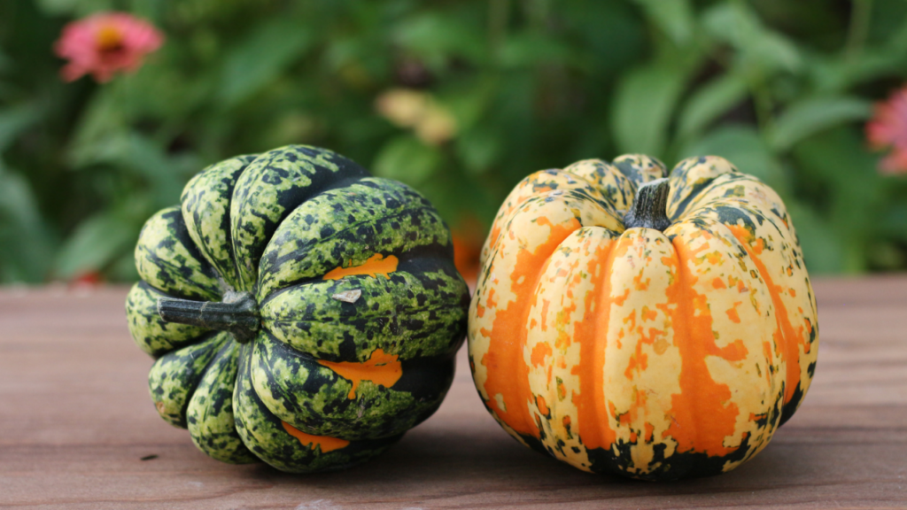 two carnival squash in green and orange