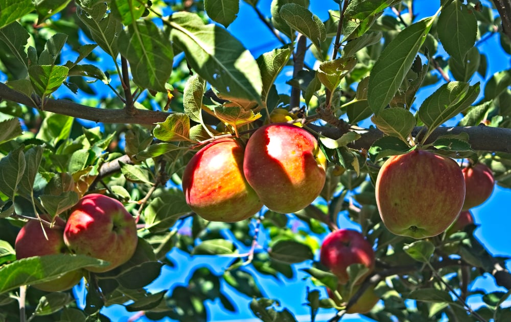 Northern Spy apples
