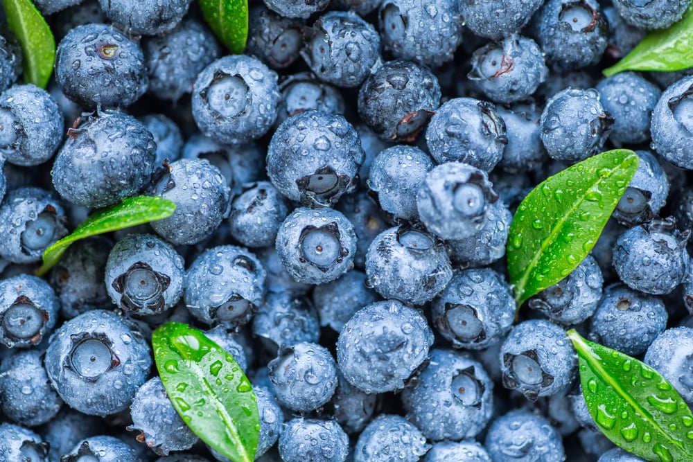 up close shot of lots of blueberries and some leaves
