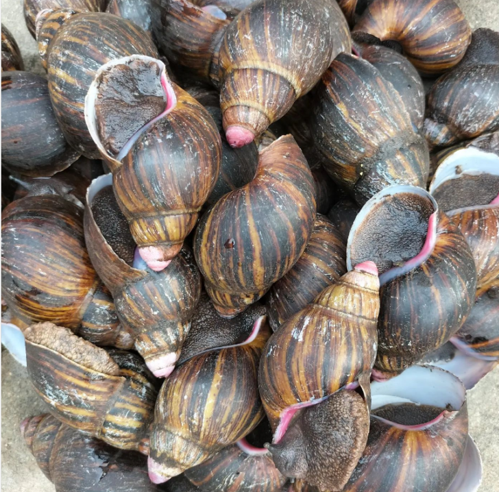 Is Snail Shellfish 13 Types of Shellfish You Can Eat