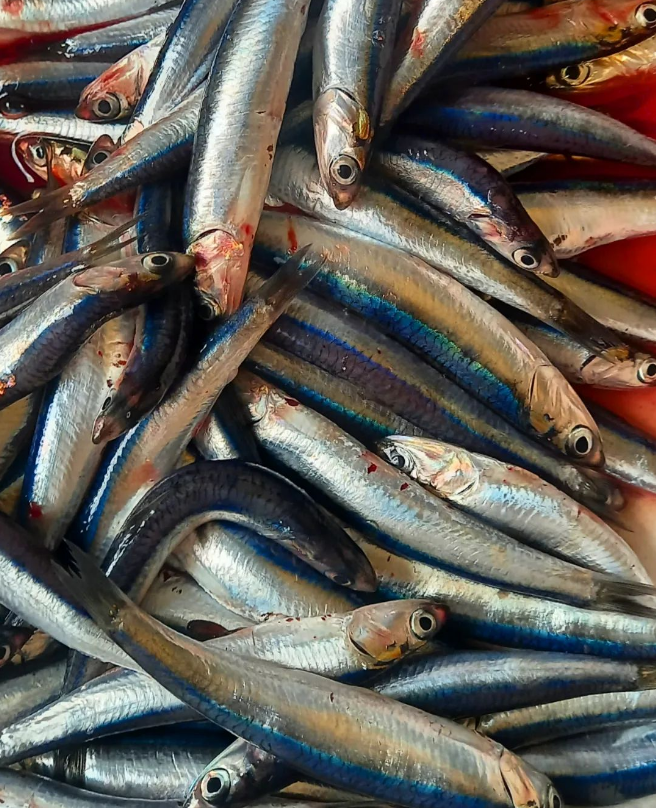 Anchovies