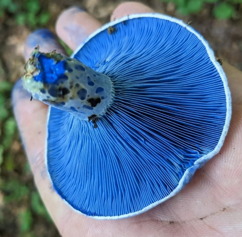 Indigo Milk Cap Mushroom
